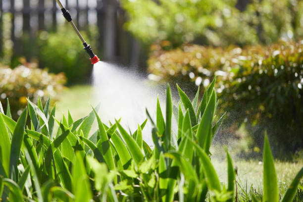 24/7 Emergency Termite Control experts in Algona, IA